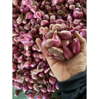 Hành tím phan rang ninh thuận túi lưới 1kg