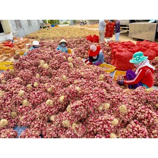 Hành tím phan rang ninh thuận túi lưới 1kg
