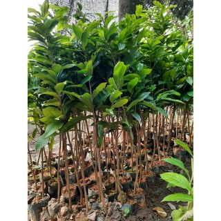 MAI VÀNG ĐẠI LỘC 36 CÁNH CHO HOA VÀO TẾT.( tặng kèm kích hoa)