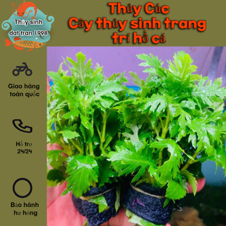 Thủy cúc - Cây thủy sinh trang trí hồ cá cảnh