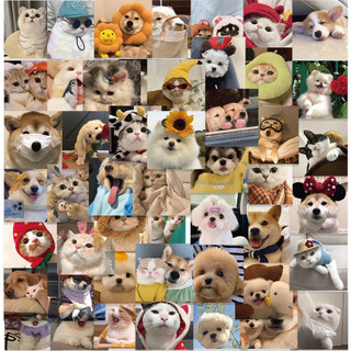Zanmo Set 52 hình dán sticker chống thấm nước meme chó mèo dễ thương