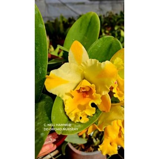Hoa lan Cattleya mini Nell Hammer trưởng thành sắp hoa