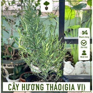 Cây hương thảo - cây gia vị rất ngon - cây cao 40-50 cm