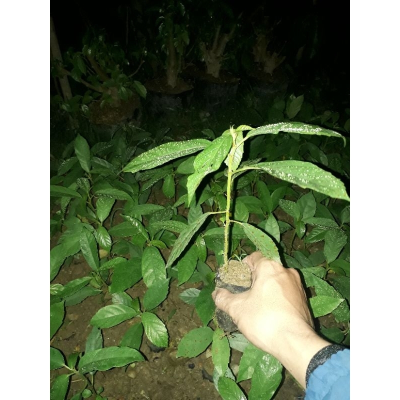Cây sung giống siêu quả