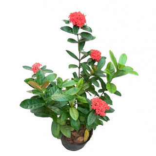 Cây hoa mẫu đơn lá nhựa hoa đỏ cờ, cây có nụ hoa cao khoảng 50cm
