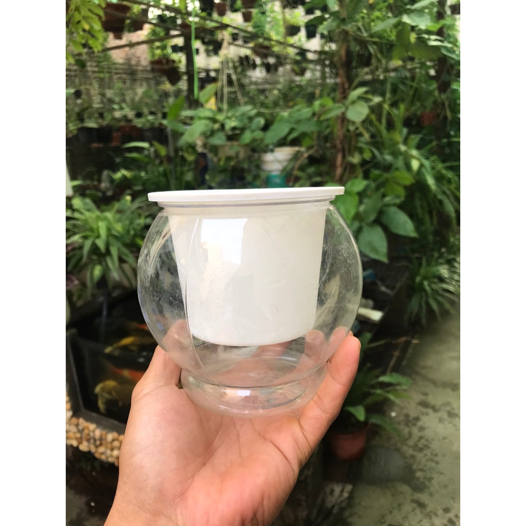 Chậu trồng cây thủy canh