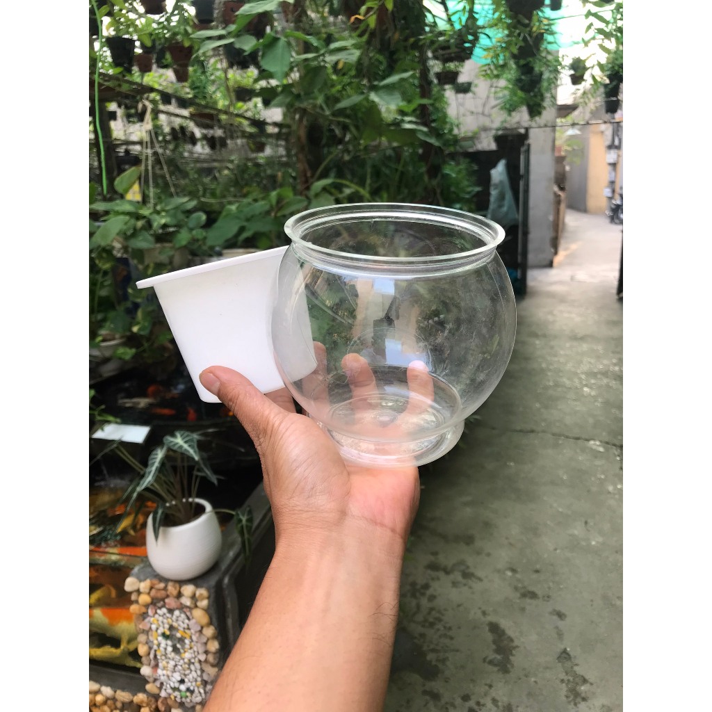 Chậu trồng cây thủy canh