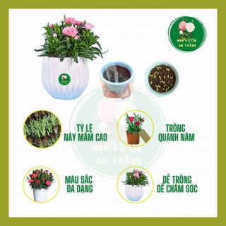 Hạt giống hoa cẩm chướng kép - hoa phăng mix nhiều màu sắc