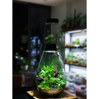 Bình mosslight terrarium size to 25x16cm