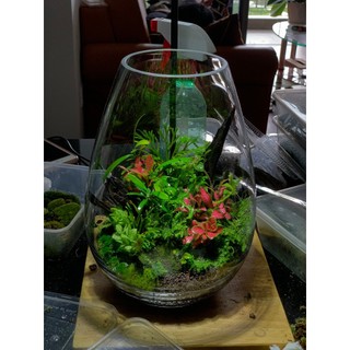 Bình mosslight terrarium size to 25x16cm