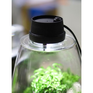 Bình mosslight terrarium size to 25x16cm