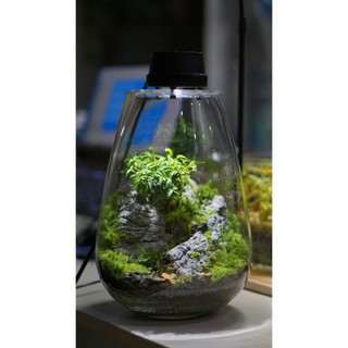 Bình mosslight terrarium size to 25x16cm