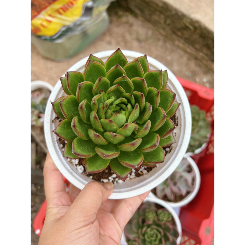 Bánh bao xanh sen đá