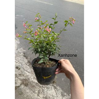 Bon sai mini hồng ngọc mai set hồ bán cạn, trồng chậu để bàn