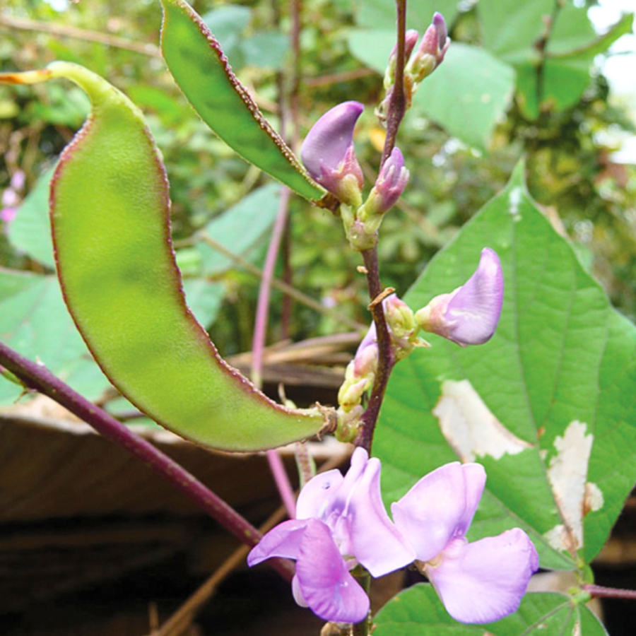Cây giống Đậu Ván
