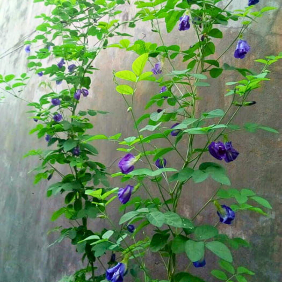 Cây hoa Đậu Biếc