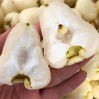 Cây giống Mận Trắng Sữa