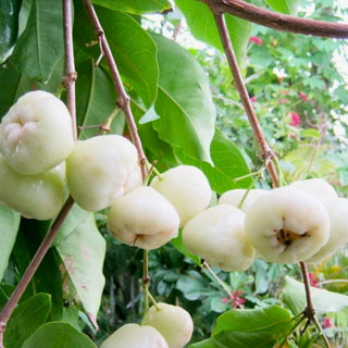 Cây giống Mận Trắng Sữa