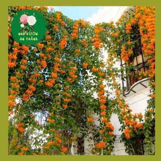 Cây hoa leo chùm ớt  - rạng đông, đang leo to, khỏe, hoa chùm rực rỡ 