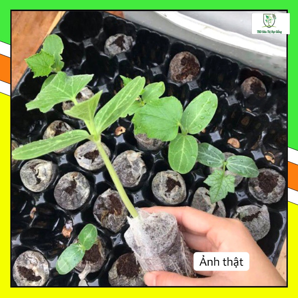 Viên nén xơ dừa, viên nén tiết kiệm thời gian ươm hạt nảy mầm, tăng độ tơi xốp cho đất trồng - Siêu Thị hạt giống TBD