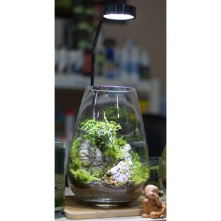 Bình mosslight terrarium size to 25x16cm