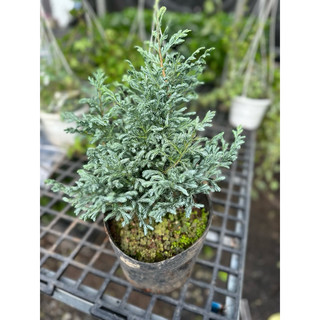 Chậu nhựa cây Tùng Tuyết