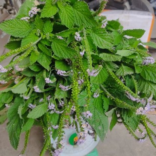 Cây vòi voi tươi, khô