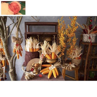 Trái bắp khô,ngô khô trang trí , decor Tết siêu đẹp
