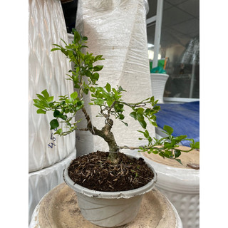 Cây Nguyệt Quế bonsai mini hoa thơm