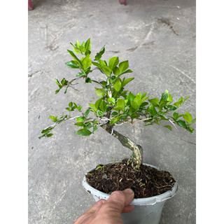 Cây Nguyệt Quế bonsai mini hoa thơm