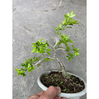 Cây Nguyệt Quế bonsai mini hoa thơm