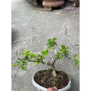 Cây Nguyệt Quế bonsai mini hoa thơm