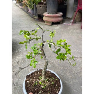 Cây Nguyệt Quế bonsai mini hoa thơm