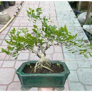 Cây Nguyệt Quế bonsai mini hoa thơm