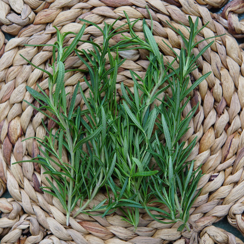 Lá Hương Thảo Rosemary Tươi Mới Cắt Jun Garden