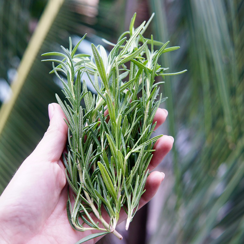 Lá Hương Thảo Rosemary Tươi Mới Cắt Jun Garden
