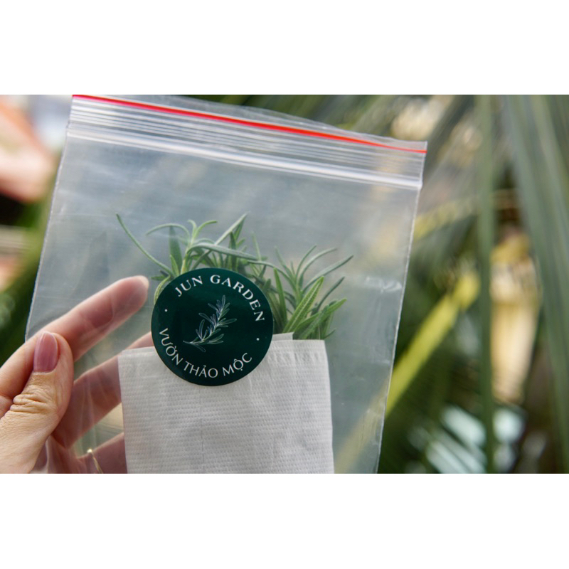 Lá Hương Thảo Rosemary Tươi Mới Cắt Jun Garden
