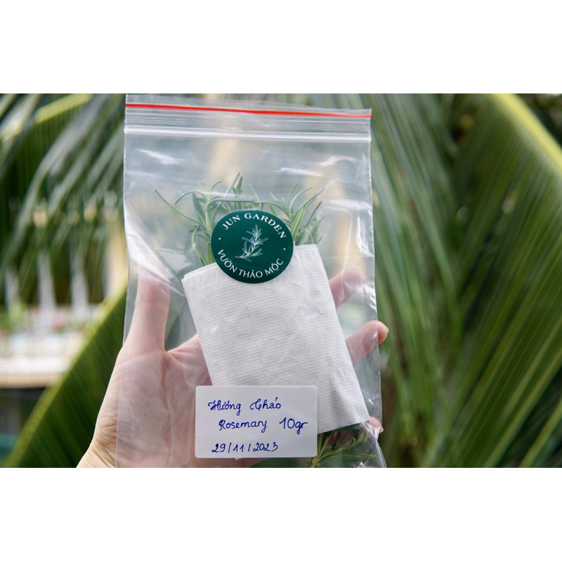 Lá Hương Thảo Rosemary Tươi Mới Cắt Jun Garden