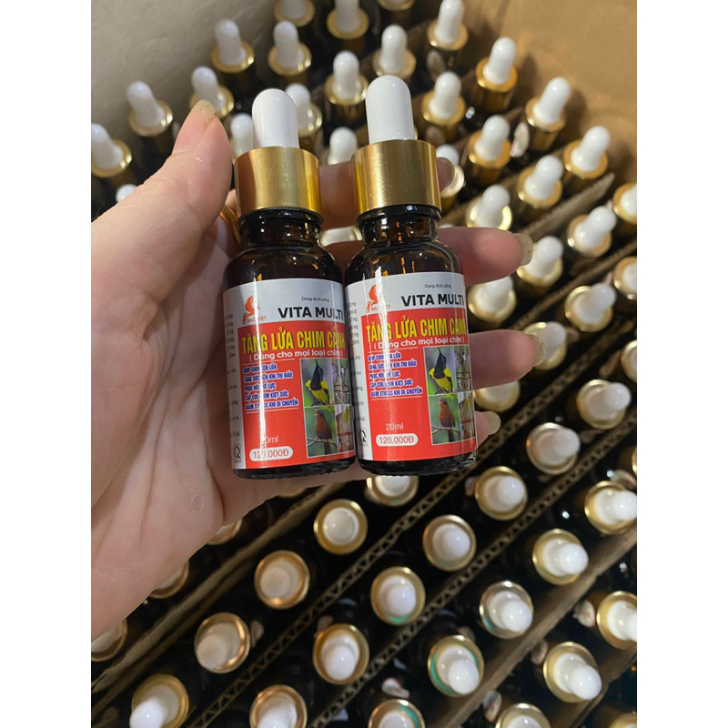 Tăng lửa Sao Việt cho Chim chào mào thi đấu