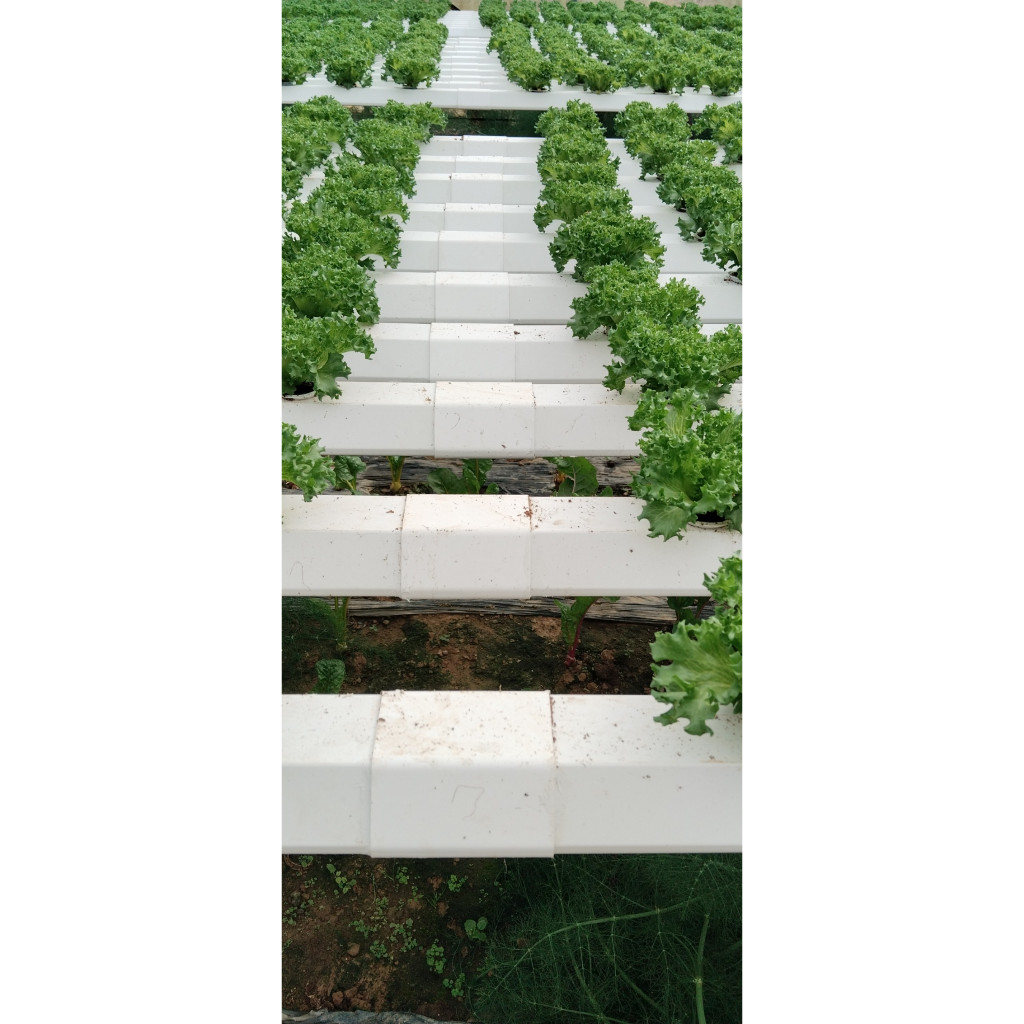 Ống nối thủy canh 50 x 100