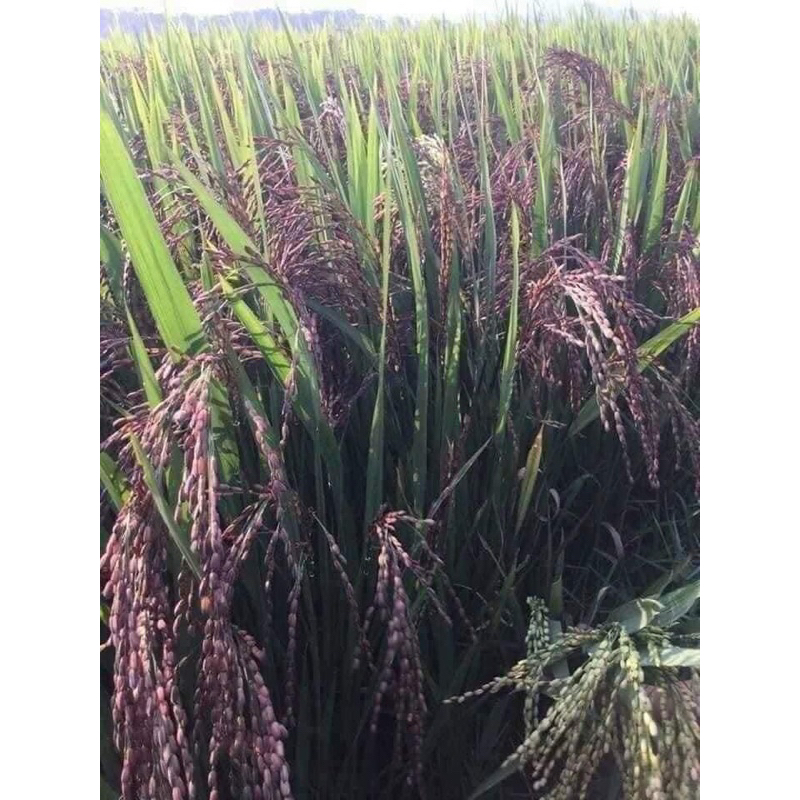 Gạo Nương Tím H’mông Tú Lệ Loại 1 . chuẩn ngon ko pha trộn .gạo mới 100% ko bán gạo cũ