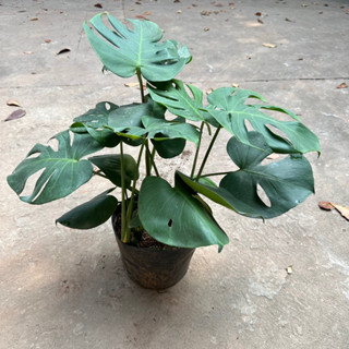 Cây trầu bà lá xẻ 3 thân (trầu bà monstera) , Chiều cao 50cm lá to đẹp bắt mắt dễ trồng thích hợp trang trí nội thất