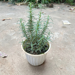 Cây hương thảo - Hương thảo cao 20cm lá có mùi thơm cực dễ chịu mang nhiều công dụng trong nấu ăn