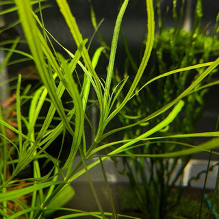 Pogostemon Stellatus Octopus - Cây Thuỷ Sinh Bạch Tuộc