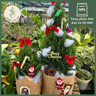 Cây Sơn tùng / Cây thồng noel thật (cao 30 - 50cm) trang trí giáng sinh cây trồng trong nhà trang trí nhà cửa nội thất