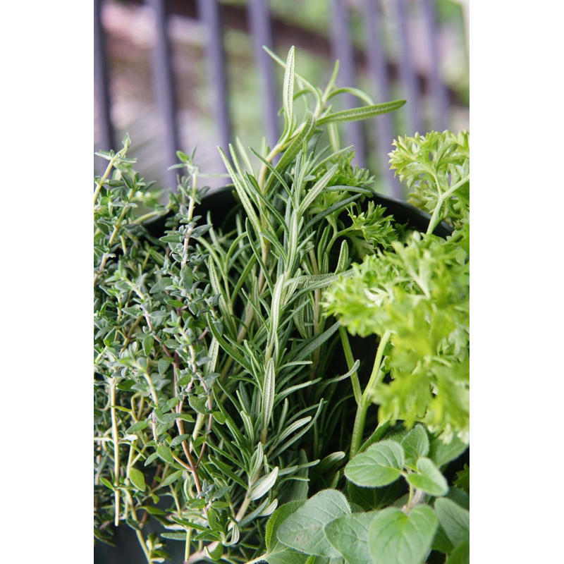 Lá Hương Thảo Rosemary Tươi Mới Cắt Jun Garden