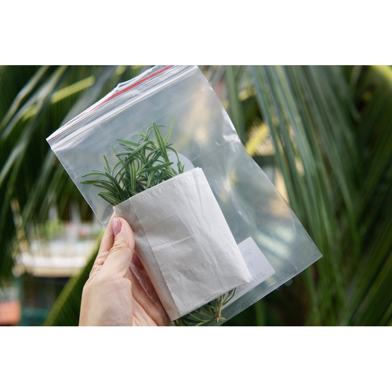 Lá Hương Thảo Rosemary Tươi Mới Cắt Jun Garden