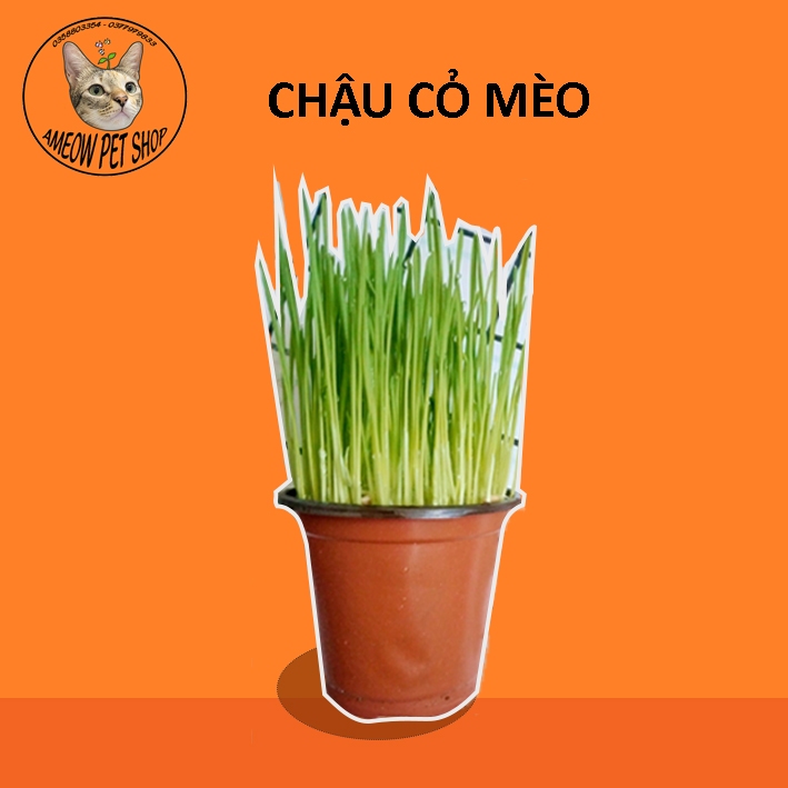 CHẬU CỎ LÚA LÚA MÌ CHO MÈO SẲN