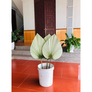 Lá cọ khô tự nhiên cắm bình bông, trang trí phòng, decor chụp hình. cọ cắt tỉa, quạt lá cọ cắt tỉa, lá cọ trang trí