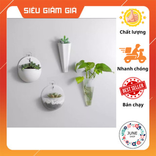 Chậu trồng cây treo tường mini